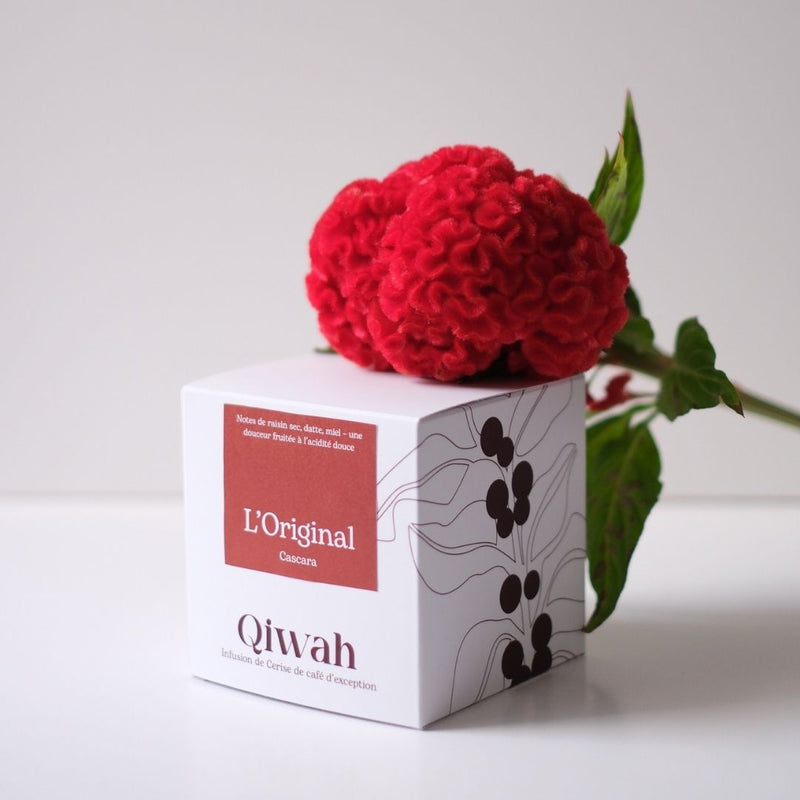 Cascara Qiwah : une révolution bien-être