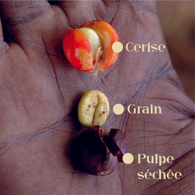 Cascara : le secret des initiés